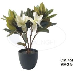 Pianta Magnolia In Vaso Cm.45-8034052558532