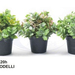 Piantina In Vaso Cm.20H Col. Ass.-8034052464550