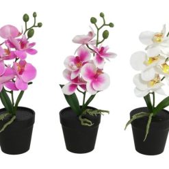 Pianta Orchidea In Vaso Cm.28 Tocco Real-8445393019260
