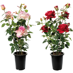 PIANTA ROSA CON VASO CM.18X82h