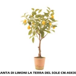 Pianta Di Limoni La Terra Del Sole Cm.40X30X75H-8034052551632