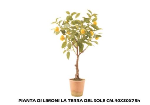 Pianta Di Limoni La Terra Del Sole Cm.40X30X75H-8034052551632