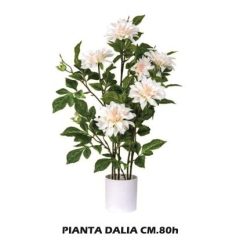 Pianta Dalia Cm.80H-8031244323909