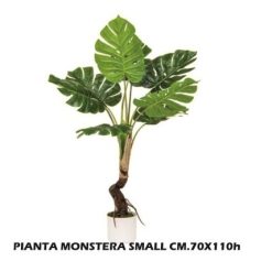 Pianta Monstera Small Cm.70X110H-8031244328515