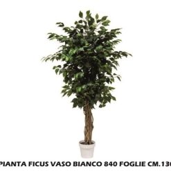 Pianta Ficus Vaso Bianco 840 Foglie Cm.130H-8031244336916