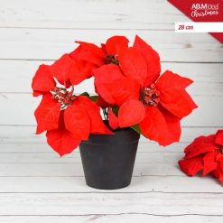 Pianta Stella Di Natale 3 Fiori Cm.28 Vaso Nero-8050767664153