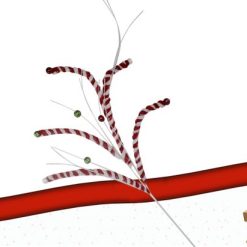 Ramo Con Candy Cane Cm.63-8051380703526