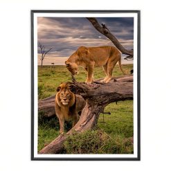 Sicignano Casalinghi Ingrosso Casalinghi Arredo Hotellerie Sicignano Casalinghi-Cornice Moderna in Legno,Profilo Angolare 12mm,Pannello MDF Robusto,Vetro 2mm,Nero,50x70cm | Arredo Giardino,Hotellerie