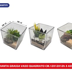 PIANTA GRASSA VASO VETRO QUADRATO CM.12X12H 3 VARIANTI
