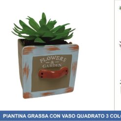 PIANTINA GRASSA CON VASO QUADRATO 3 COLORI