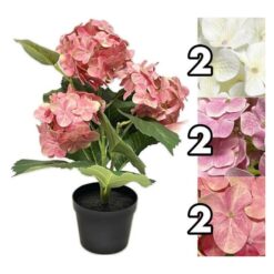 PIANTINA GERANI 3 FIORI CM.50 4 ASS.