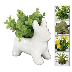 PIANTINA PERLA IN VASO BULLDOG CM.14,9X9,5X13,5