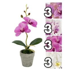 PIANTINA ORCHIDEA IN VASETTO SMALL CM.27,5 4 ASS.