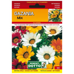 Semi Gazania In Mix Extra